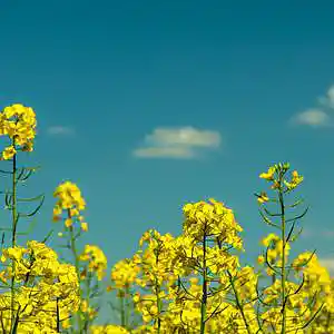 Picture for song 'Rushing' by artist 'P.R Beats'