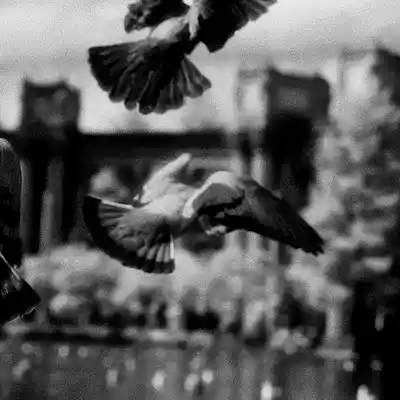 Picture for song 'Brooklyn Rap Beat - Underground Birds' by artist 'Butch Bullet'
