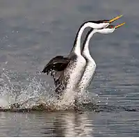 Picture for song 'Paringsdans' by artist 'Musan Dera'