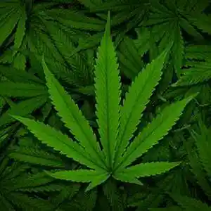 Picture for song 'Streets or Dispensary?' by artist 'Nick Crenshaw'