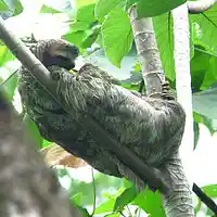 Picture for song 'Jerry Has Abandoned Us' by artist 'Sloth TX'