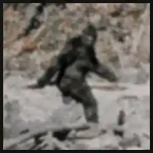 Picture for song 'Bigfoot Calls and Tree Knocks' by artist 'Rob Lewczyk'