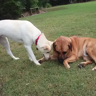 Picture for song 'Citadel remix - Les Schefman' by artist 'Christopher Rush'