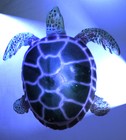 Picture for song 'Fly Away' by artist 'Blue Sea Turtles'
