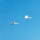 Picture for song 'Freedom' by artist 'Geoff Judges'