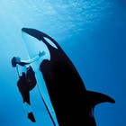 Picture for song 'sea world' by artist 'JMac B3ATZ'