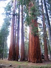 Picture for song 'The Redwood and the Sapling' by artist 'Matthew Scott Phillips'