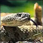 Picture for song '- TEX- RATTLESNAKE BLUES' by artist 'MIKE REYNOLDS BAND'