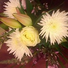 Picture for song ''Our Best Wishes for you Bunny (uschisfly)'' by artist 'Nadia Cripps'