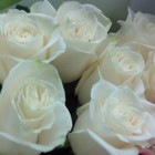 Picture for song ''We Will Always Love You'' by artist 'Nadia Cripps'