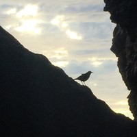 Picture for song '"Reflections" by Pamela Illanes-Tatsuoka' by artist 'Pamela Illanes-Tatsuoka'