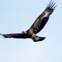 Picture for song 'Golden Eagle ' by artist 'Philip Taylor'