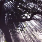 Picture for song 'FORTY ONE' by artist 'PHIL SORIA'