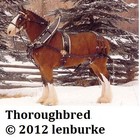 Picture for song 'Thoroughbred' by artist 'Plaza7'
