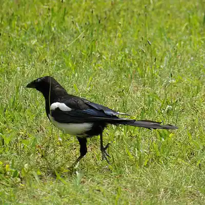 Picture for song 'Berliner Herbst (Remix)' by artist 'Restsound'