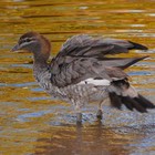 Picture for song 'Where's the Sun' by artist 'Stephen Calder'