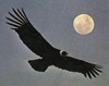 Picture for song 'condor flight' by artist 'subunder'