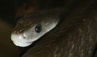 Picture for song 'Black Mamba' by artist 'TheRealJayAllen'