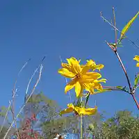 Picture for song 'The Love Remains' by artist 'Leonard Scaper'