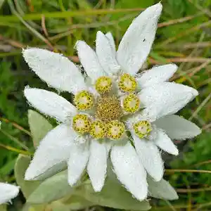 Picture for song 'Edelweiss' by artist 'The Markdanyells'