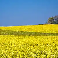 Picture for song 'I'm Going' by artist 'Kristi McKeever'