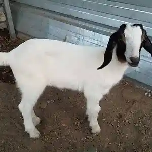 Picture for song 'Ex-Bitter Lovers' by artist 'pelican evermore'