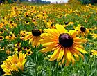 Picture for song 'Fragile Like Flowers (FREE Instrumental w/hook)' by artist 'Prod. VB'