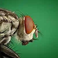 Picture for song 'Tatero - Laureano Casasús #3' by artist 'Ignacio Alfaye'