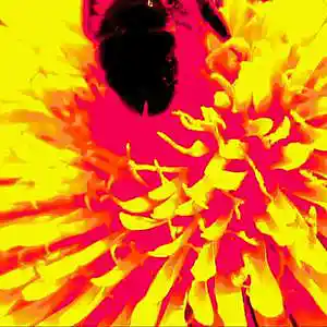 Picture for song 'A flower is a lovesome thing' by artist 'eka'