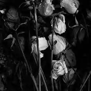 Picture for song 'FLOWERS (free download)' by artist 'Le Black James on the Track'