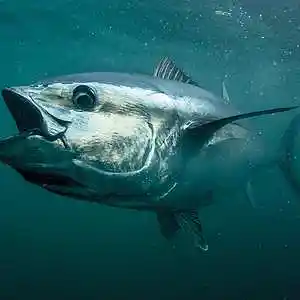 Picture for song 'Bluefin Tuna' by artist 'Pete Moss and the Weed Wackers'