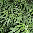 Picture for song 'Letter 2 Mary' by artist 'Big Rela'