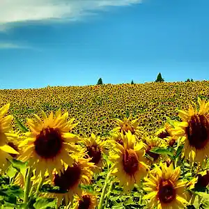 Picture for song 'Summer' by artist '2uo7rax'