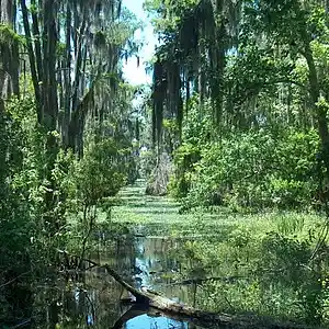 Picture for song 'The Great Dismal Swamp' by artist 'Pete Moss and the Weed Wackers'