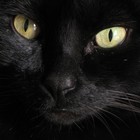 Picture for song 'Just another one.mp3' by artist 'Cow Rock Studios'