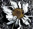 Picture for song 'Pushing Daisy' by artist 'CRIKIT'