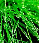 Picture for song 'Light Meets Morning Dew' by artist 'Den Jollimore'