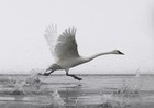 Picture for song 'Taking Flight' by artist 'ForteBowie'