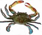 Picture for song '10-Flying Crab Attack' by artist 'Jomo'