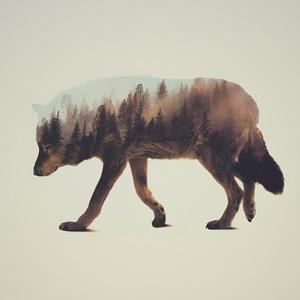 Picture for song 'Wolves (VZL)' by artist 'JuSaMeLoDy'