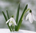 Picture for song 'Snowdrops' by artist 'Phillip Lovgren'