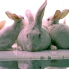 Picture for song 'For only you (1997)' by artist 'Pim van der Steen muziek'