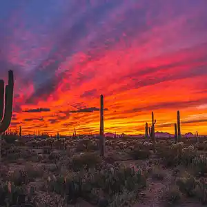 Picture for song 'COWBOY' by artist 'Sayezthegreat1'