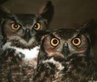 Picture for song 'Owls at my Window' by artist 'The Man Frum Hell?'