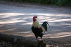 Picture for song 'Spork In The Road' by artist 'The Retarded Chicken'