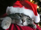 Picture for song 'Jingle Balls 2 By Tony Quinn And Yvonne Quinn' by artist 'Tony Quinn'