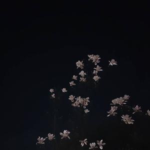 Song picture