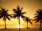 Picture for song 'Palm Trees.mp3' by artist 'xMCZZx'