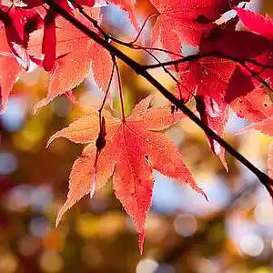 Picture for song 'Autumn Theme' by artist 'Dave Rosky'