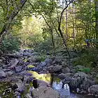 Picture for song 'Woodland Whispers' by artist 'Dan (Dags) Grossmann'